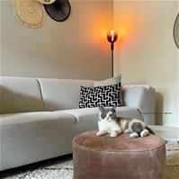 Sfeerfoto Velvet poef Beau taupe