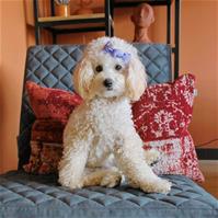 Sfeerfoto Design fauteuil Madrid velvet antraciet