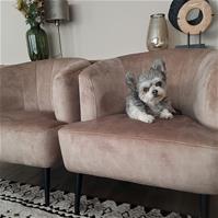 Sfeerfoto Velvet fauteuil Billy taupe
