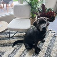 Sfeerfoto Teddy Sessel Julia modern weiß