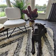 Sfeerfoto Teddy Sessel Julia modern weiß